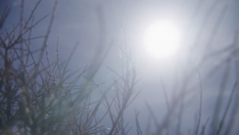 Sun shining through desert bush