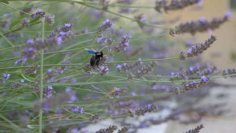 Eine-Zimmermannsbiene-Oder-Ein-Violettes-Xylokop-Oder-Eine-Schwarze-Hummel,-Die-Tagsüber-Auf-Wildem-Lavendel-Nach-Nahrung-Sucht