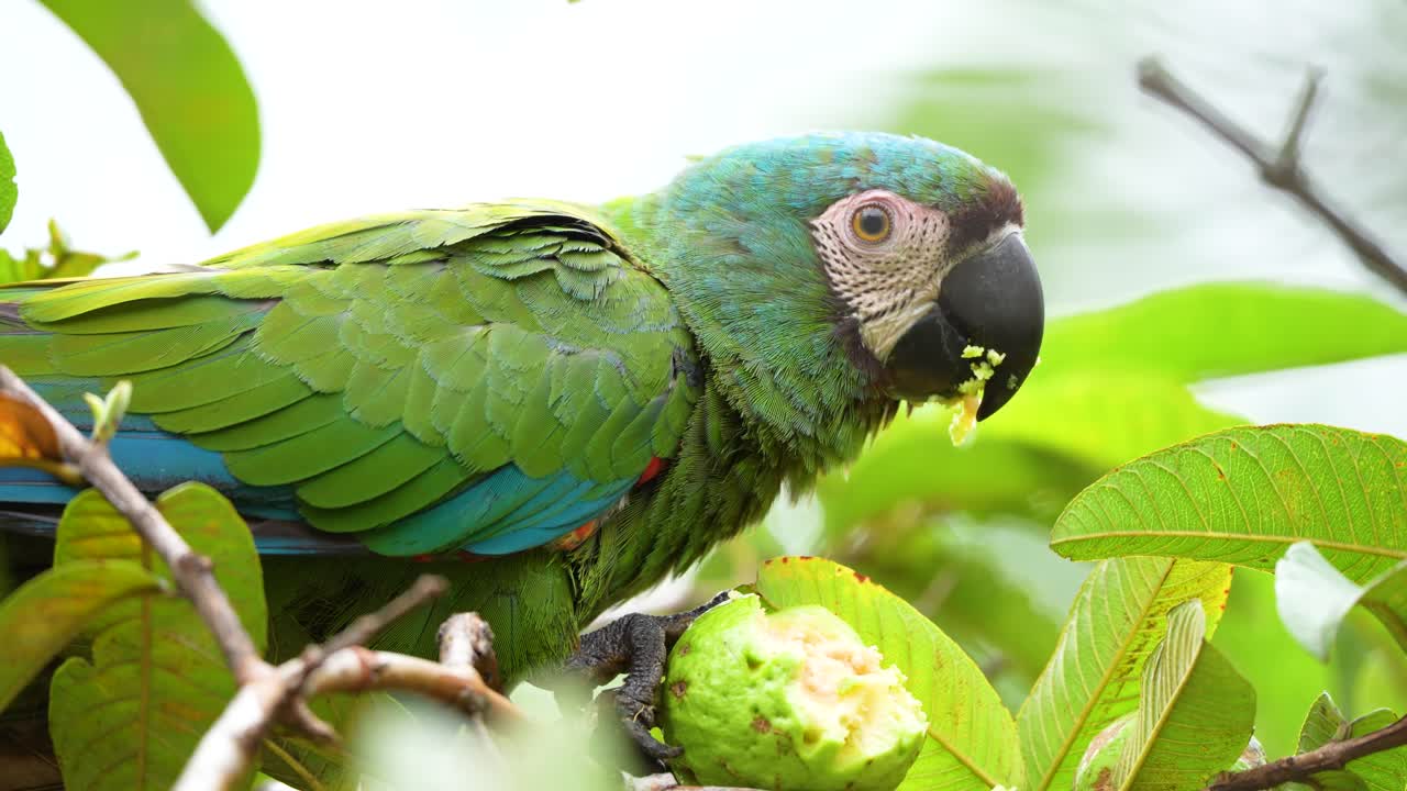 Close up footage of a Chestnut-fronted Macaw Ara severus eating guava in Colombia showing colorful tropical parrot behavior and exotic wildlife