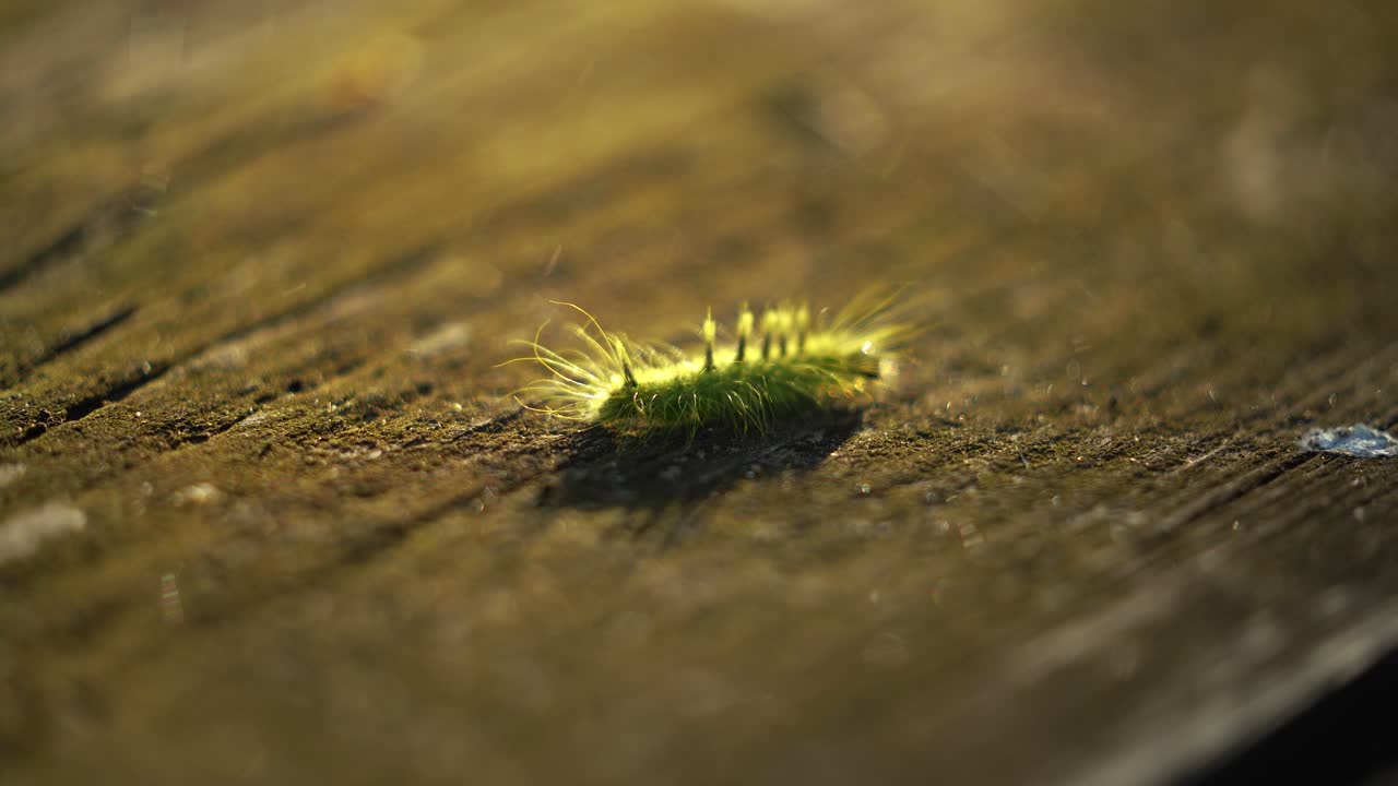 Caterpillar starts his quest to find life's meaning