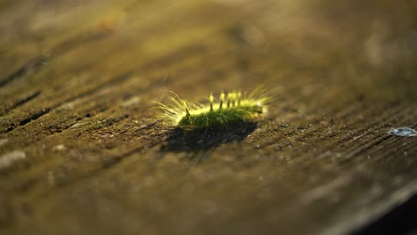 Caterpillar starts his quest to find life&#039;s meaning