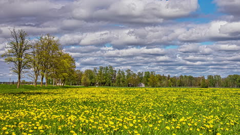 Rural-landscape-and-vibrant-yellow-meadow-with-flowers,-fusion-time-lapse