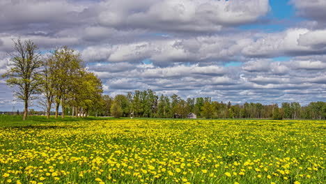 Paisaje-Rural-Y-Prado-Amarillo-Vibrante-Con-Flores,-Lapso-De-Tiempo-De-Fusión