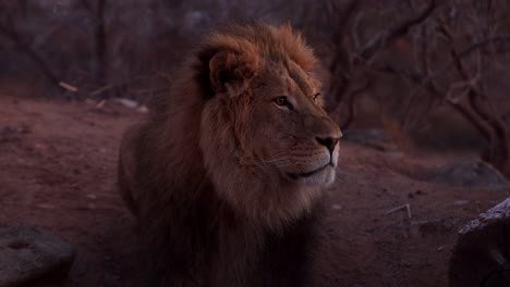 scarred lion lifts head to look for prey in morning