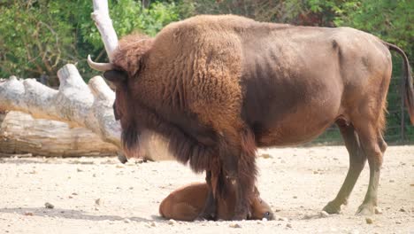 bison is a genus of mammals from the bull family bison is a genus of mammals from the bull family