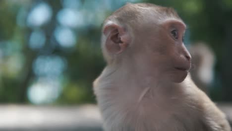 little monkey looking into camera with a lot of bokeh in the background