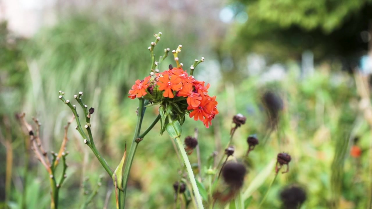 Close up shot of a orange flower with soft and blurry background