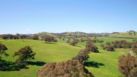 Volando-Sobre-Laderas-Verdes-Con-Arbustos-En-Verano-En-El-Interior-Australiano