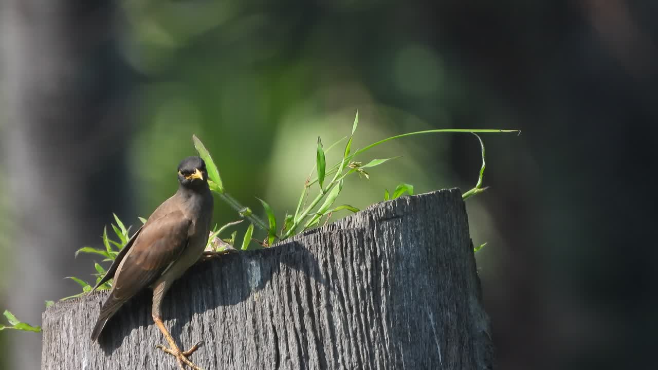 miel común - piernas - ojos