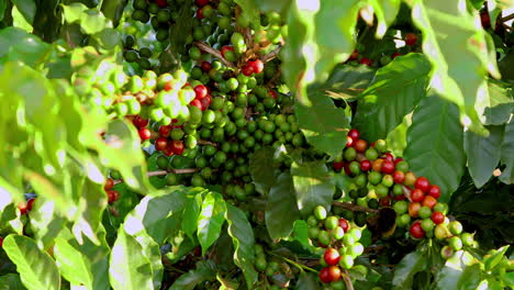 light breeze blows through an organic coffee bush with ripe red and green beans, cherries