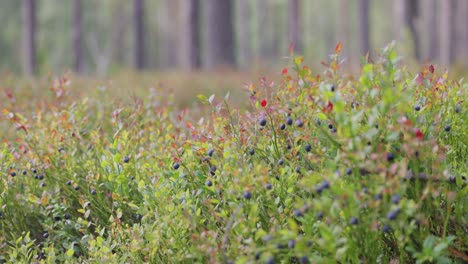 moras silvestres (vaccinium myrtillus) en el bosque.