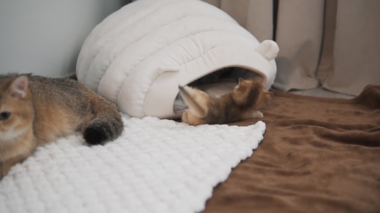 Two ginger kittens of the &amp;quot;British Golden Chinchilla&amp;quot; breed are playing with each other near their soft little house, while their mother cat watches from the side