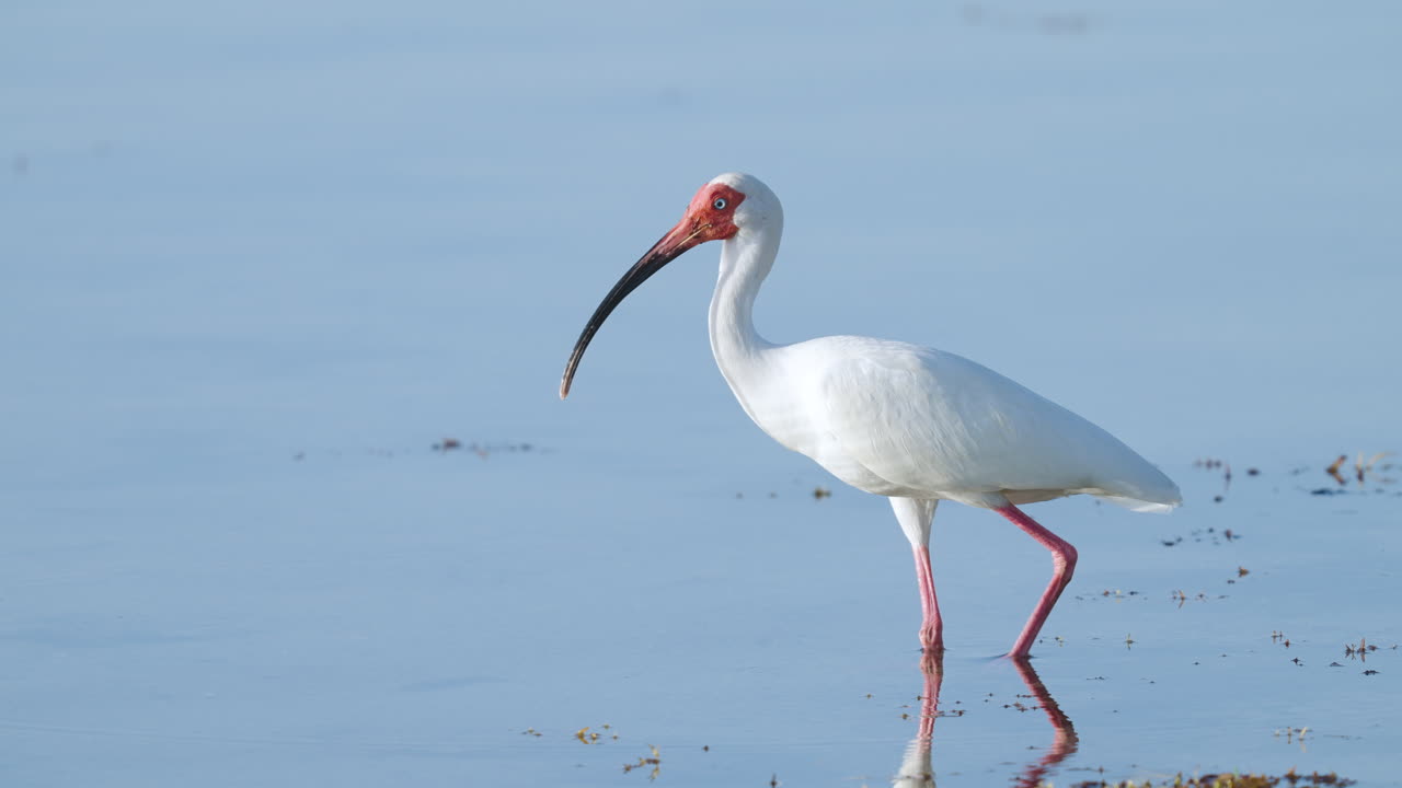 White Ibis Standing in Water by Seaweed 2