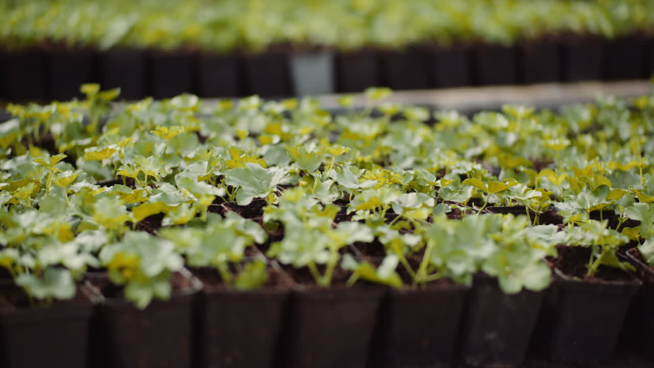 plántulas de geranio en agricultura de invernadero 1