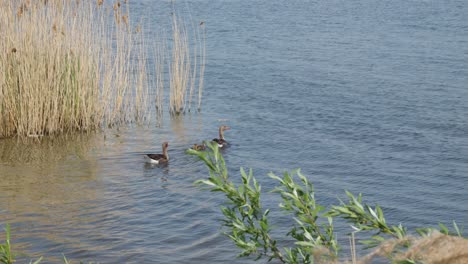 family of four wild geese at lake jezioro duże żnińskie in żnin, poland