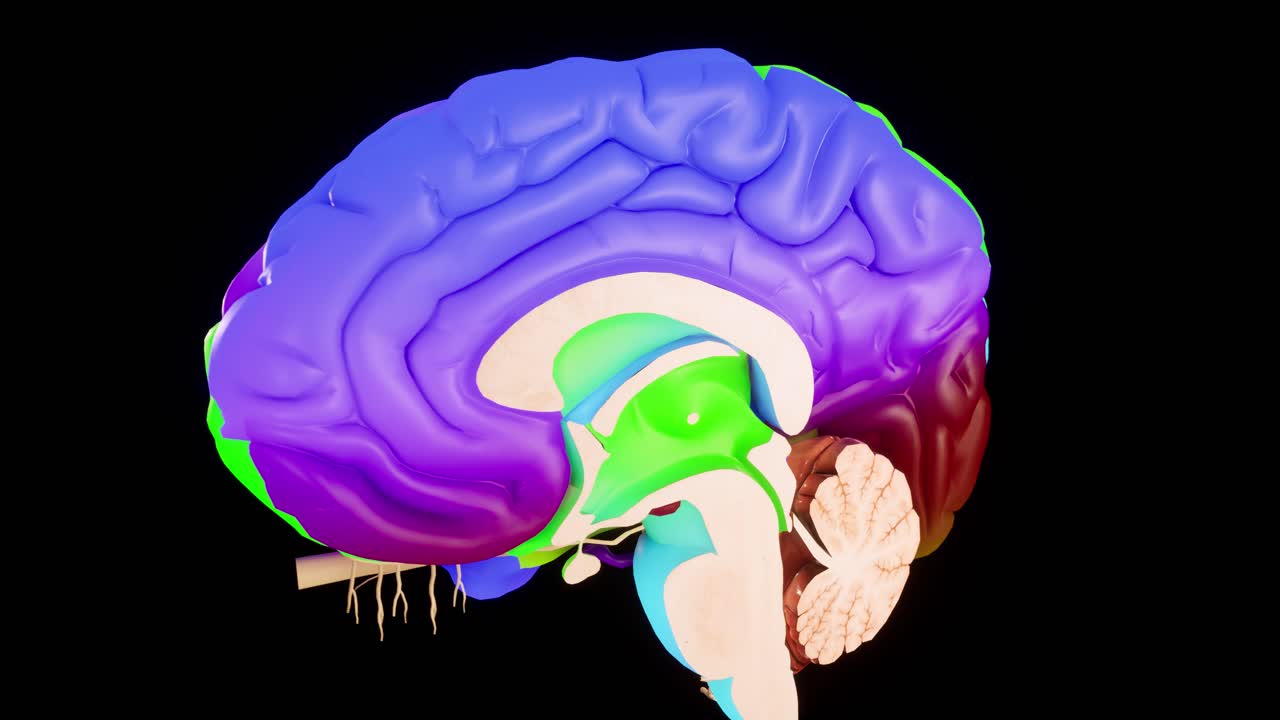 el cerebro humano modelo anatómico 3d cerebro brillante en la pantalla del cerebro. rotación cerebro humano animación 3d video 4k.