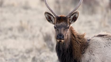 young bull elk in jasper nationalpark - canada. wildlife of the canadian rocky mountains