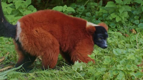 red lemur in its natural habitat