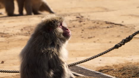 Snow-monkey--eating-and-chewing,-side-shot