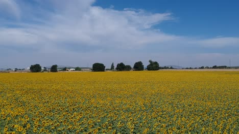 Flying-over-fields-of-sunflowers-against-blue-skies