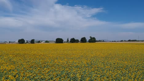 Volando-Sobre-Campos-De-Girasoles-Contra-Cielos-Azules