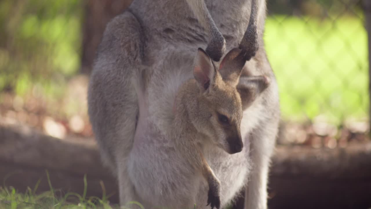 A baby kangaroo nestled in its mother's pouch