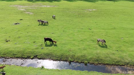 Aerial-View-of-Wild-Horses-and-Auroxen-Cows-in-Open-Landscape,-Located-in-Pape-Nature-Park,-Latvia