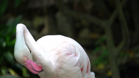 Close-up-greater-flamingo-clean-feather