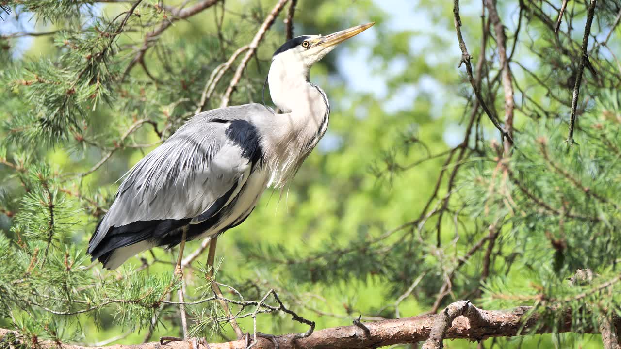 дикая серая цапля сидит на ветке хвойного дерева в природе при солнечном свете, крупный план