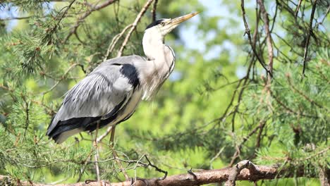 garza gris salvaje encaramada en la rama de un árbol de coníferas en la naturaleza durante la luz del sol, de cerca