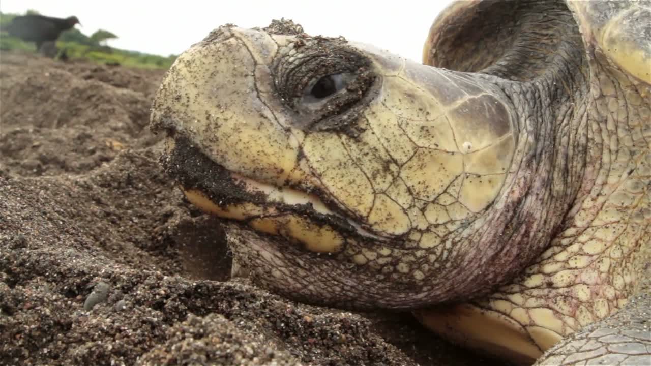 primer plano de la cara de una tortuga marina poniendo huevos