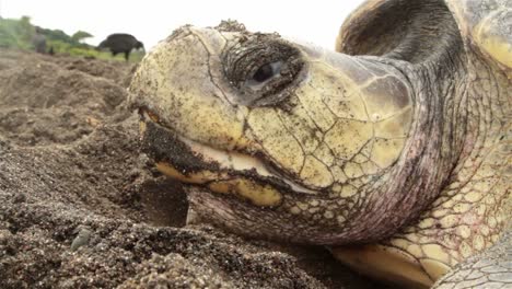 Cerca-De-La-Cara-De-Una-Tortuga-Marina-Poniendo-Huevos