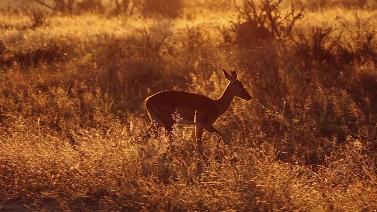 Impala walks through savanna grassland during dawn golden hour, flare