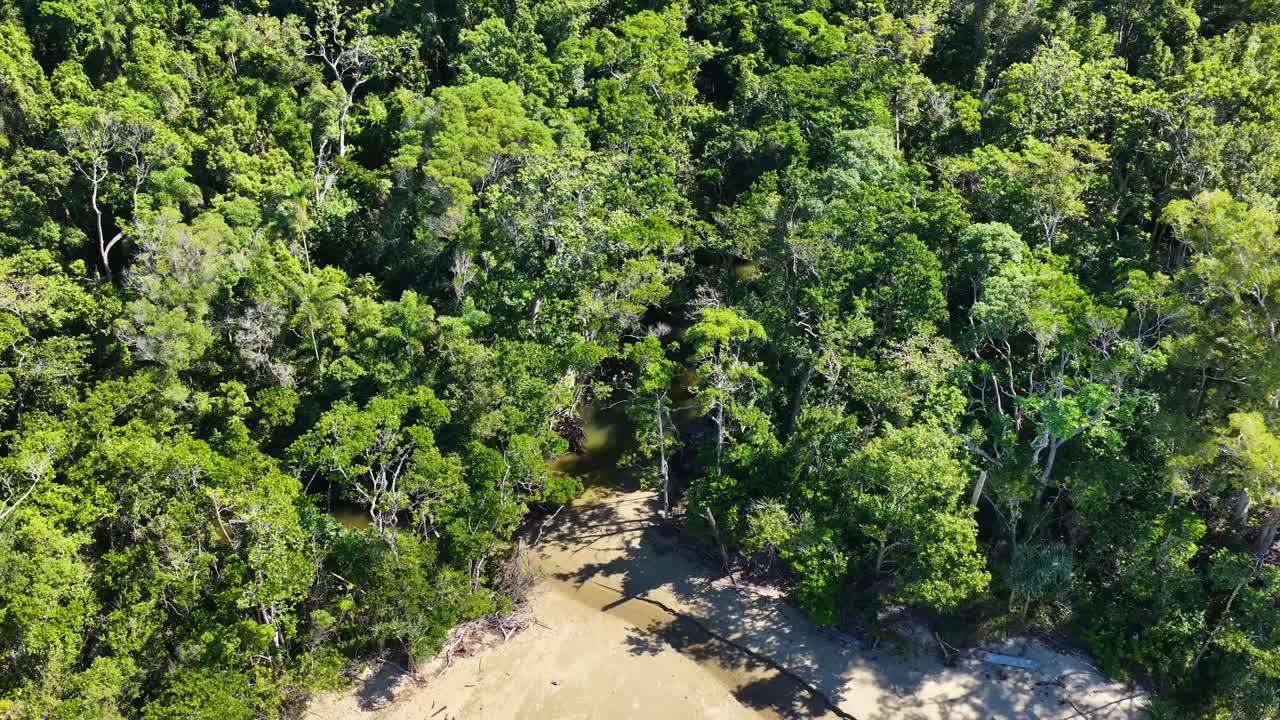 Drone footage captures dense mangrove forests meeting sandy shores under bright daylight in Port Douglas, Queensland