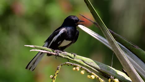 the oriental magpie-robin is a very common passerine bird in thailand in which it can be seen anywhere