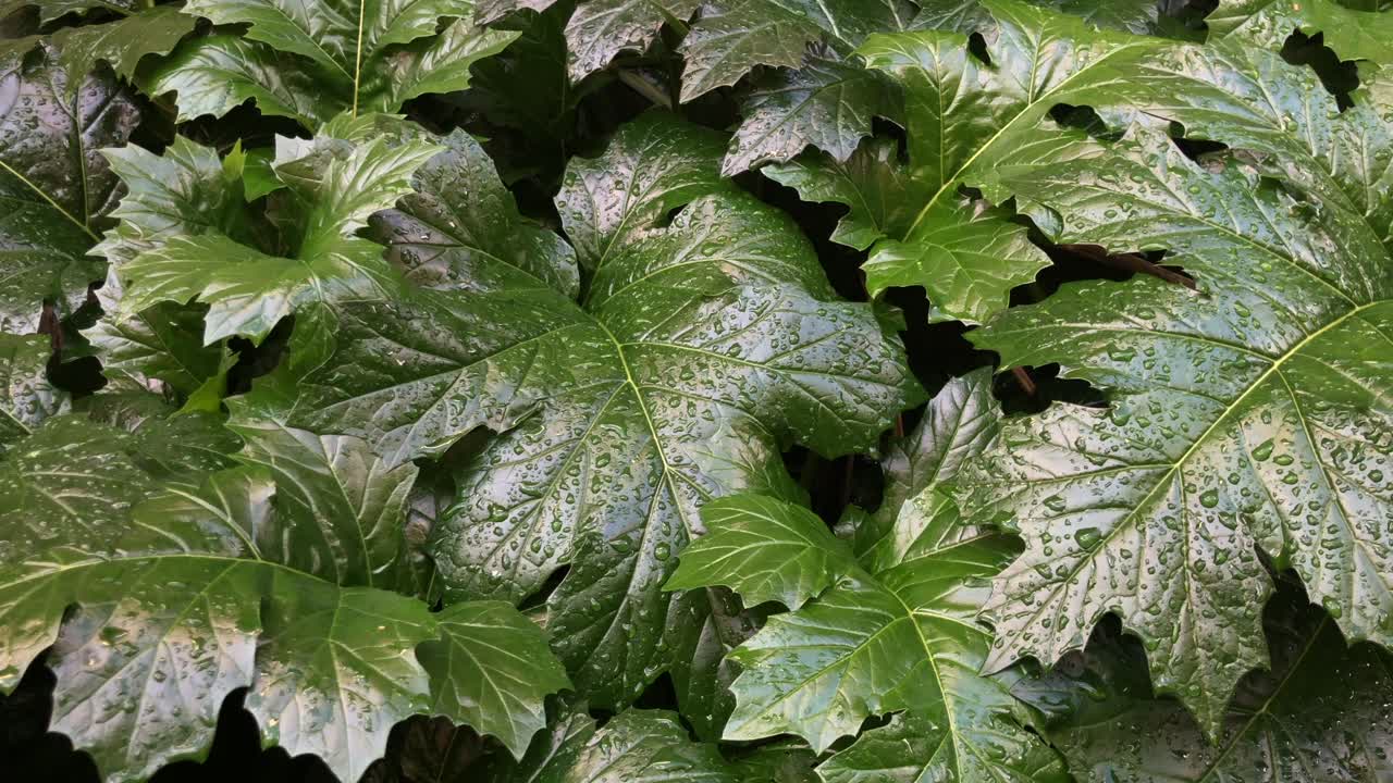 Natural fresh full plant leaves background with water droplets, pan to right