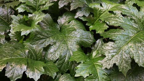 natural fresh full plant leaves background with water droplets, pan to right