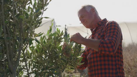 Mature-man-working-on-farm