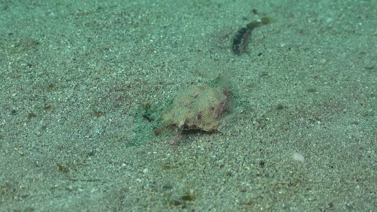 Sea moth moving over sand on ocean floor in the Red Sea