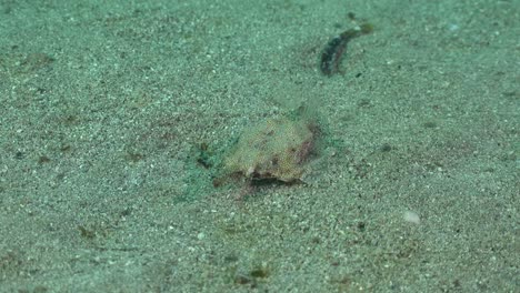 Seemotte-Bewegt-Sich-über-Sand-Auf-Dem-Meeresboden-Im-Roten-Meer