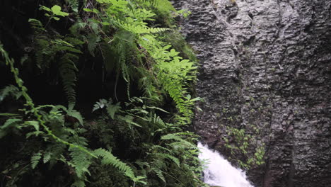 Kamerabewegung-Auf-Farnbedeckter-Felswand-Mit-Wasserfall-Im-Hintergrund