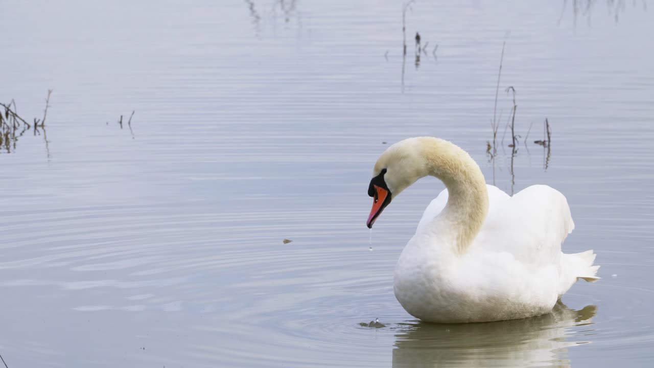 cisne blanco en aguas tranquilas de llanura de inundación, aves acuáticas disfrutando del paisaje húmedo de invierno en el reino unido