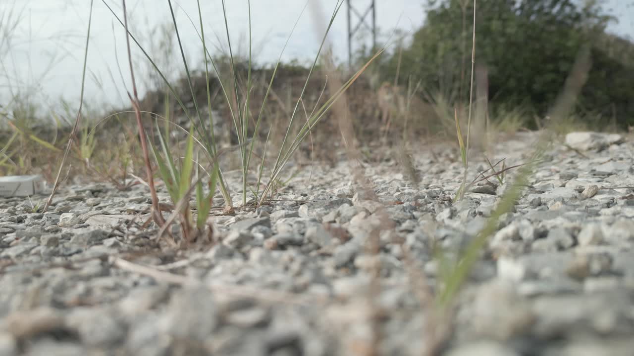 Marble Stone,Green Grass Asian Rain Forest,Sarawak,Borneo