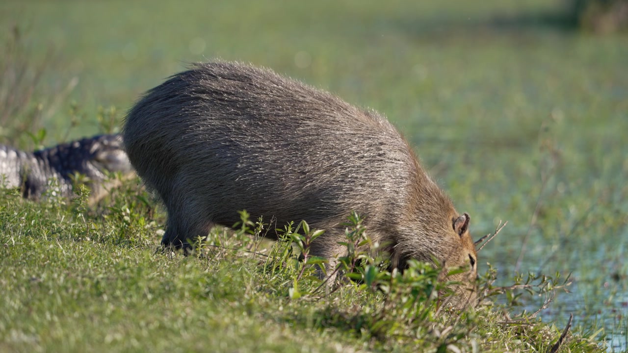 Capibara (Hydrochoerus hydrochaeris) si nutre di erba lungo una tranquilla riva di una zona umida alla luce del giorno. Clip sul comportamento naturale della fauna selvatica per contenuti di biologia o progetti sulla natura sudamericana