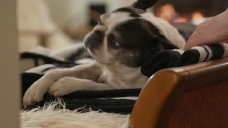 owner takes care of senior boston terrier sleeping on sofa in cozy room