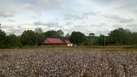 volando sobre un campo de algodón en el sur de alabama