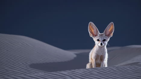 a fennec fox sitting on sand dunes in the desert