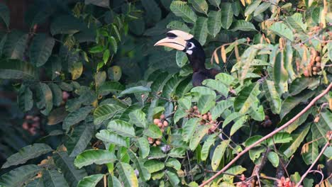 Cálao-De-Varios-Colores-Oriental,-Anthracoceros-Albirostris,-Parque-Nacional-De-Khao-Yai,-Tailandia