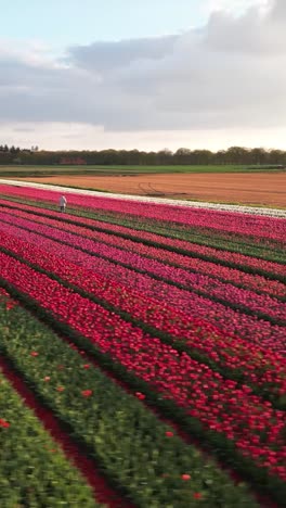 aerial view of a colorful tulip field