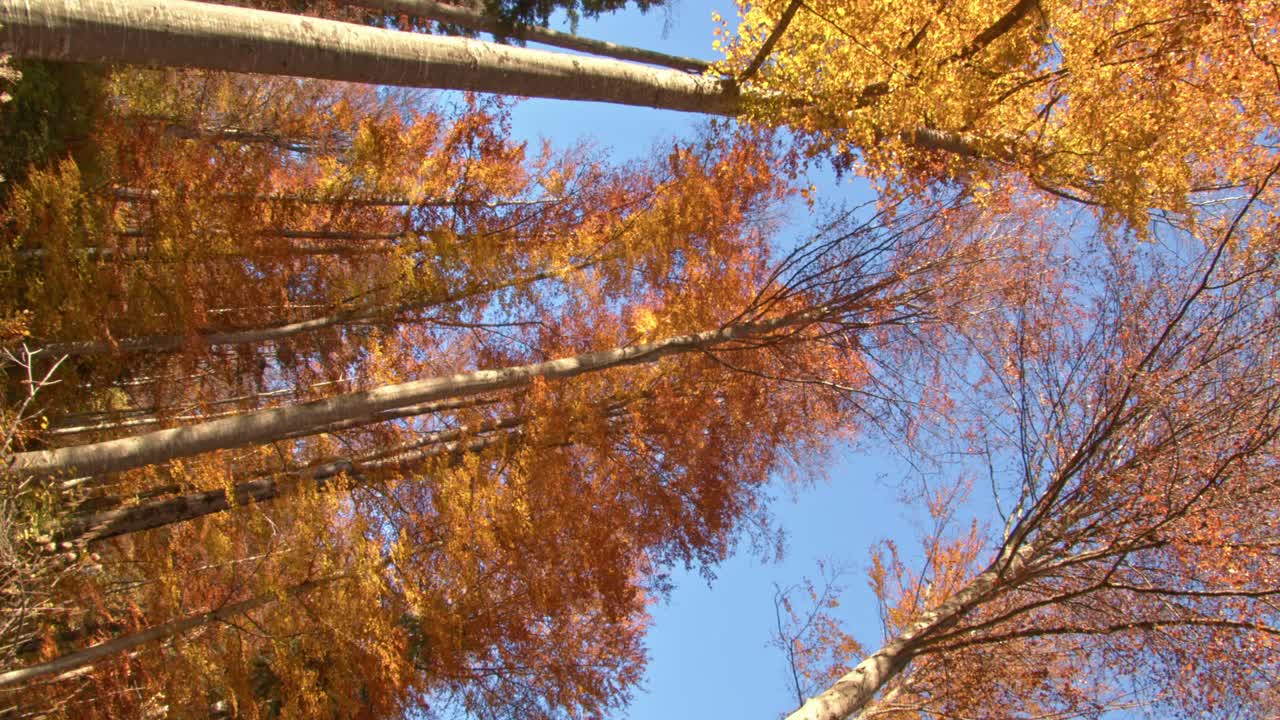 유럽의 가을 나무 꼭대기를 올려다보다